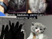 A kalite ırk sağlık garantili scottish fold yavrular