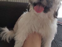 Safkan Dişi Shih Tzu Evayı Sahiplendiriyorum