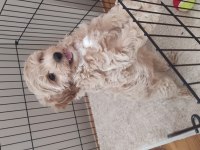 İzmir erkek maltipoo