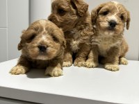 Poodle ayarı da maltipoo
