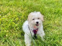 Oyuncu ve Sevimli 2,5 Aylık Maltese Terrier Yavrumuz