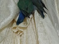 Yavru sevda papağanı