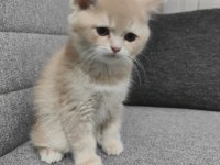 British shorthair krem dişi yavru