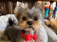 Micro kore yorkshire terrier