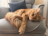 Maine coon 1 yaşında erkek