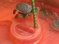 Yavru Su Kaplumbağası