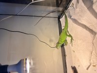 Yeşil iguana