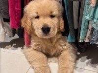 Golden retriever kapıda ödemeli çiftlik kredi kartı geçer