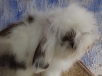 Hollanda teddy lop anaç tavşanlar