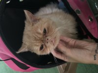 İRAN KEDİMİ SAHİPLENDİRİYORUM
