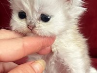 Safkan british longhair golden bebekler