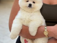 Ayıcık Surat Pomeranian Boo