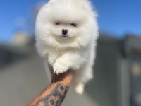 Safkan Irk ve Sağlık Garantili Pomeranian Boo