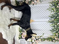 Operasyonlu asil doberman kanlar