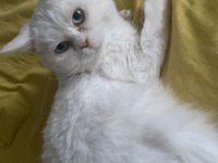 1 yaşında kısırlaştırılmış erkek british shorthair