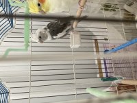 Wifi erkek sultan papağanı satılıktır 2 kere baba oldu
