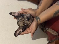 En Nadir Desen French Bulldog Merle