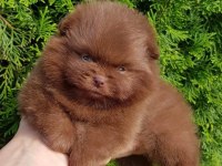 Pomeranian Boo Yavrularımız