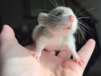 Rat - Dumbo Rat Yavrular ve Malzemeleri Adrese Teslim Var