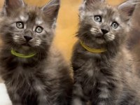 Mco Polydactyl Erkek Ve Dişi Wcf Kayıtlı Maine Coon