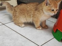 3.5 aylık erkek british shorthair golden