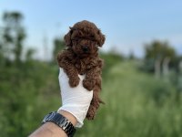 Sağlık Ve Irk Garantili Toy Poodle Yavrularımız