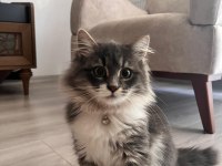 Zorunlu sebeplerden dolayı kedimiz ücretsiz