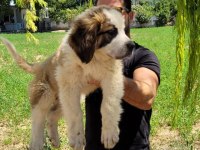 ST Bernard Yavrular