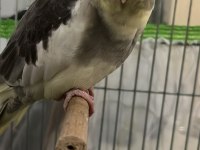 Ele kola alışkın konuşan erkek sultan papağanı