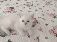 Saf Kan British Shorthair Yavrular