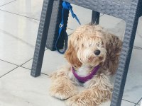7 aylık maltipoo dişi
