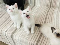 Safkan British Shorthair