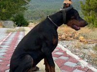 A CLASS FCI KIF ŞECERELİ DOBERMAN SON YAVRU