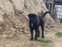 Cane corso köpeği yavrular