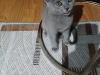 Scottish fold kedimiz dişi