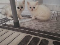 British shorthair yavrulara ömürlük yuva aranıyor