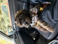 3 buçuk aylık morkie dişi