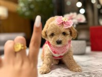 Güzeller güzeli 0 boy kore Maltipoo kattie