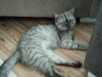 British Shorthair Cat 2 Yaşında