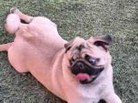 Orjinal pug