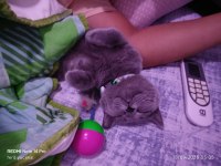 Sahibinden british shorthair