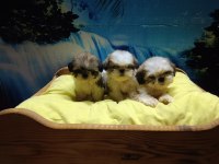Efsane shih tzu yavrularım