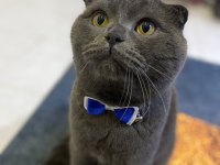 Ücretsiz sahiplendirilecek scottish fold