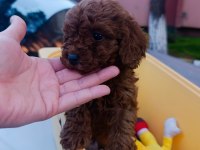 Redbrown Toy Poddle