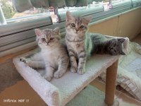 Muhteşem güzellikte british shorthair yavrular yuva arıyor