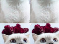 Scottish Fold Kızımıza Yeni Yuva Arıyoruz