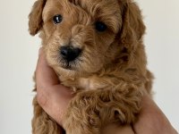 Teacup toy poodle