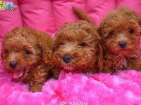TOY POODLE BEBEKLERİMİZ AİLELERİNİ BEKLİYOR
