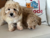 Petmode köpek çiftliğinden maltipoo yavrularımız