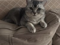 British shorthair kedilerim